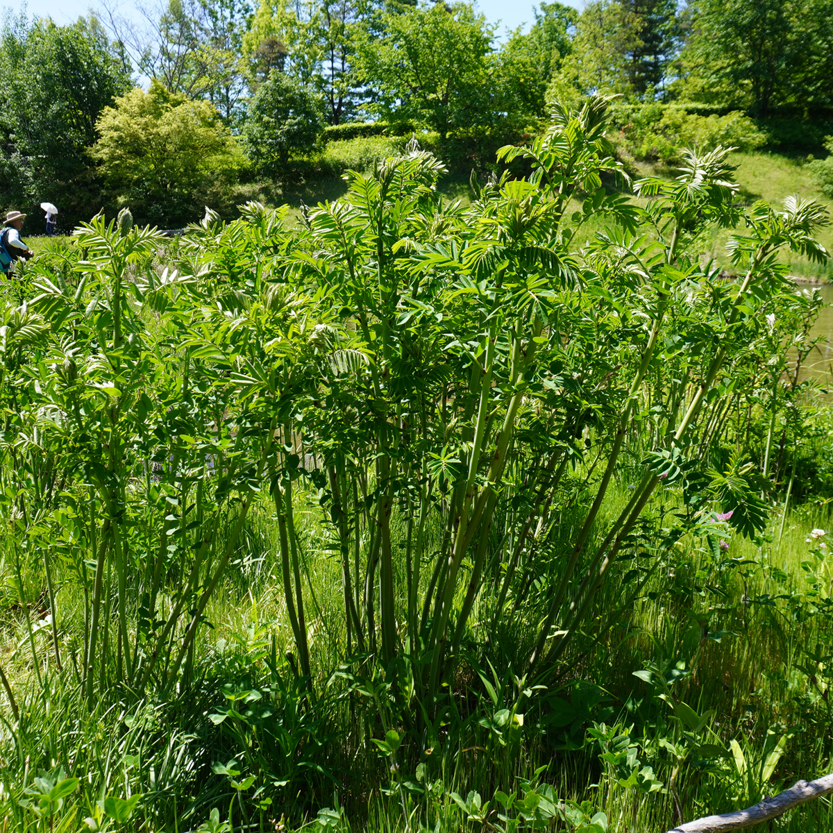 「クララ」市内の小学校でも植栽しています