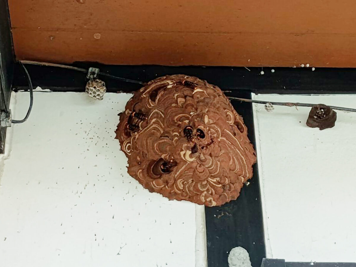 スズメバチ蜂駆除
